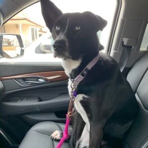 Meet your Posher, Francis